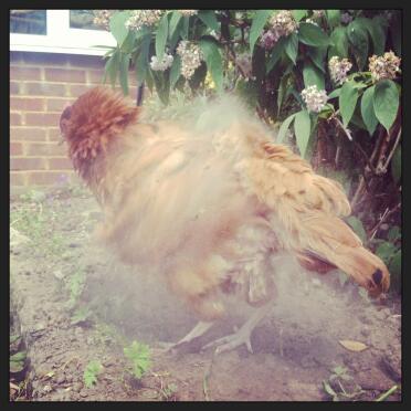 Clara shaking off the dust! 