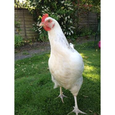 Mrs Pilkington