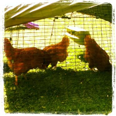 My 3 new hen's arrived during the Wimbledon Men's Final :)