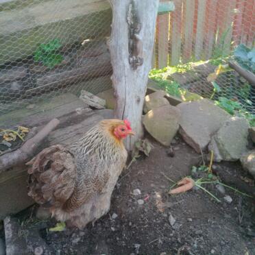poorly pekin 