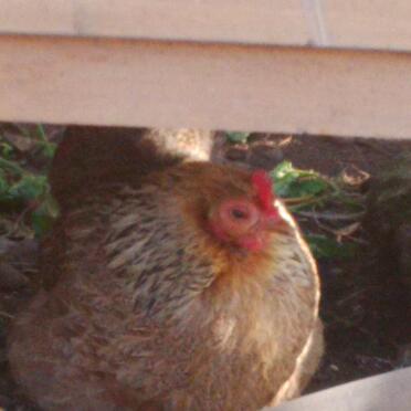poorly pekin please help