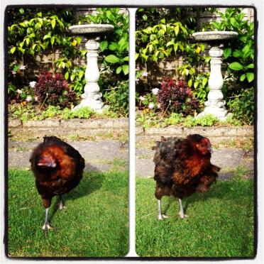 Shake your tail feather
