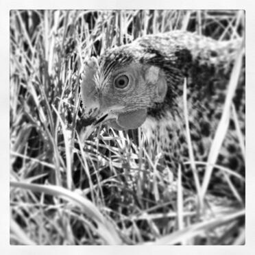 Stumpy on safari