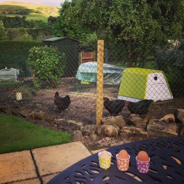 Three Hens with Three Eggs