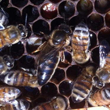 Tiger gestreifte Bienenkönigin