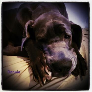 Isn't Bonnie a sweet pup!