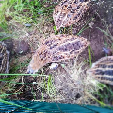 I have been using the rabbit run for my quail