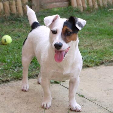 Rex is such a cute Jack Russel.