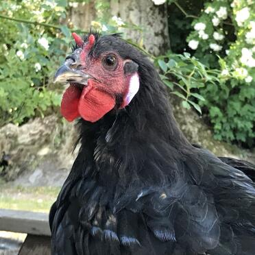 What a pretty young rooster!