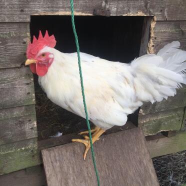Chicken in Wooden Chicken Coop Entrance