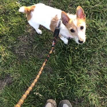 Walking with her new lead