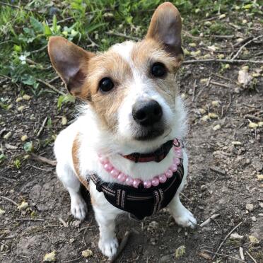 Jessie enjoying the comfort of her new harness on yesterday’s walk