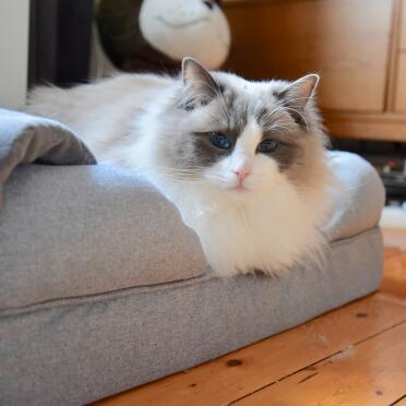 Cat on Cat Memory Foam Bolster Bed