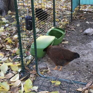 Chickens love their food.