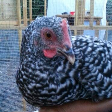 mein Bantam Kuckuck Maran Pullet