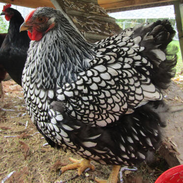 Marans chickens are so impressive!