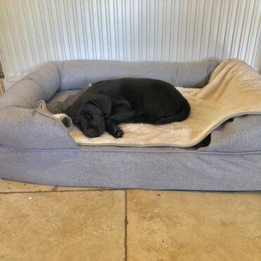 Tired puppy 