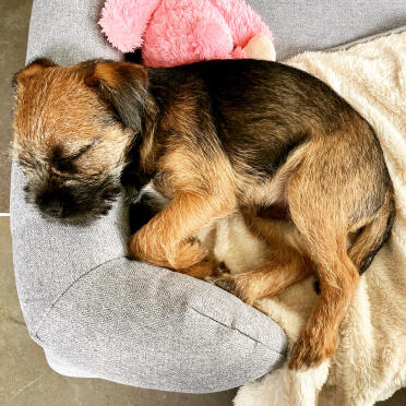 Walter snuggling in his new comfy bed