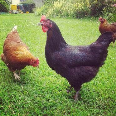Iris mit Claudia und Ruby