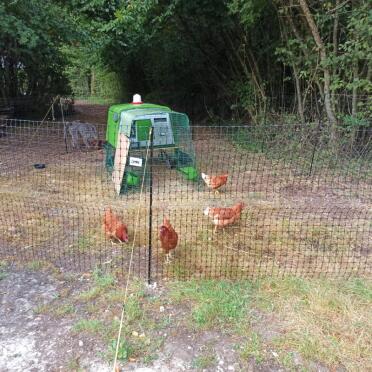 My henhouse in the woods 