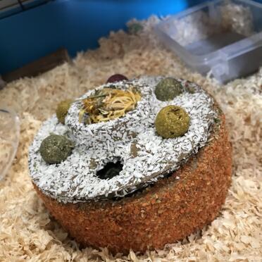 Great treat for hamsters 