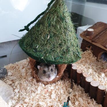Hamster in boredom buster