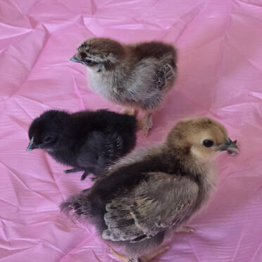 New baby chicks❤️❤️❤️❤️❤️
