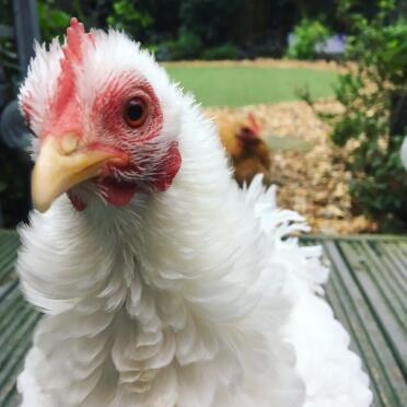 Nosey Lilly the frizzle 