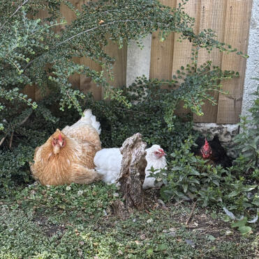 Judy, alice et evie 