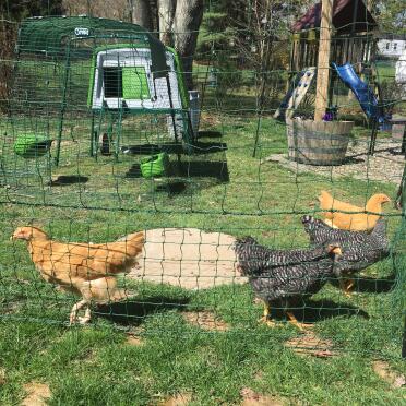Peace of mind that the hens won’t run off and my flower garden is safe too!