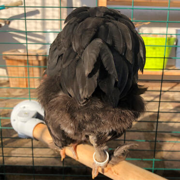 Chickens love to perch!