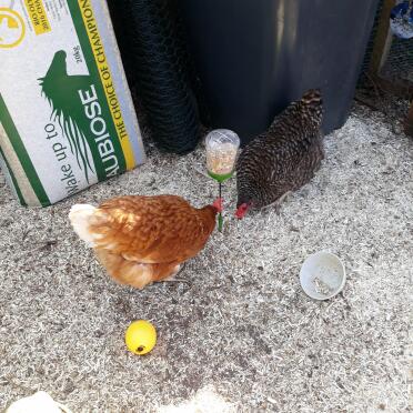 Girls eating omlet Organic mixed corn from the poppy peck toy