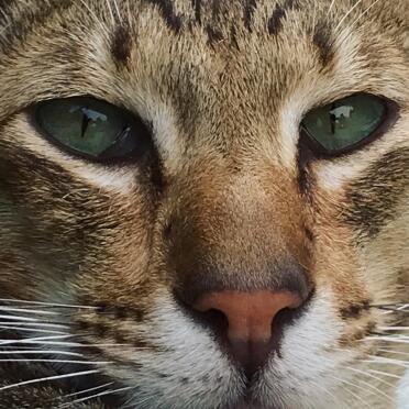 What a striking cat!