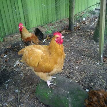 Buff orpington cockerel