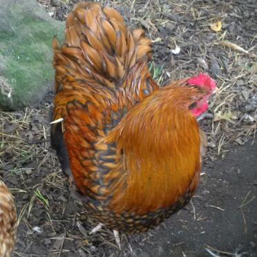 Gold laced orpington cockerel