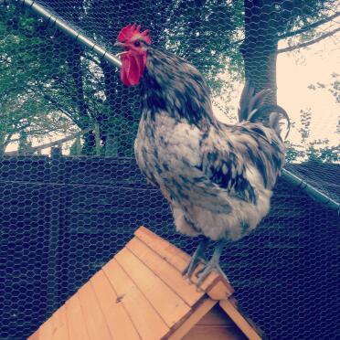 Because a cockledoodledoo deserves to be shouted from the rooftop!!!
