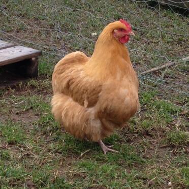 Buff Orpington Pullet