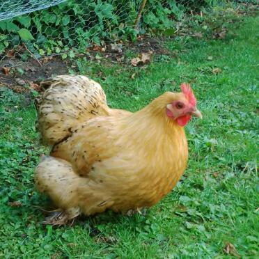una gallina