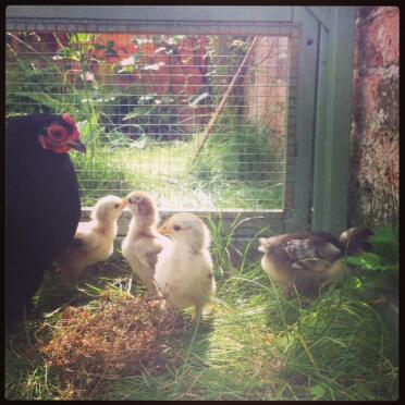 Schwarzer Pekin mit silbernen Rebhuhn-Pekin-Küken