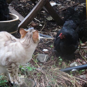 Pekin, der sich um Bengalkatze kümmert