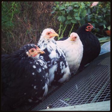 Pekins alle in einer Reihe!