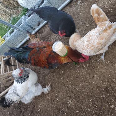 Chickens in run with Omlet Peck Toy
