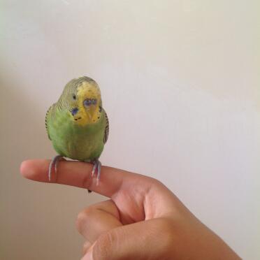 A lovely pet bird.