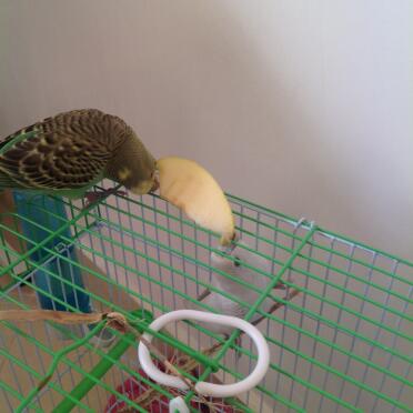 Birds walking over a bird cage.
