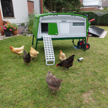 Luxus penthouse for happy garden chickens!