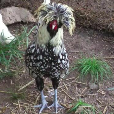 il mio pollo preferito è un tale personaggio