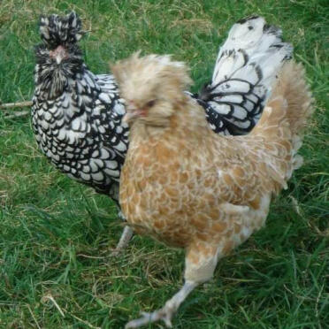 Chickens in garden