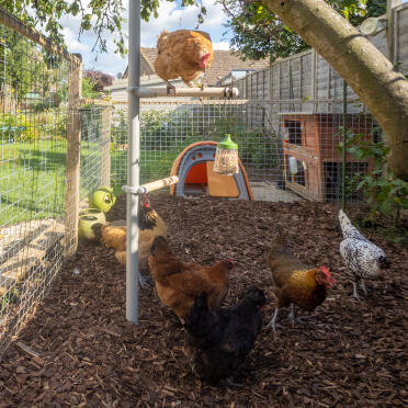 Happy hens