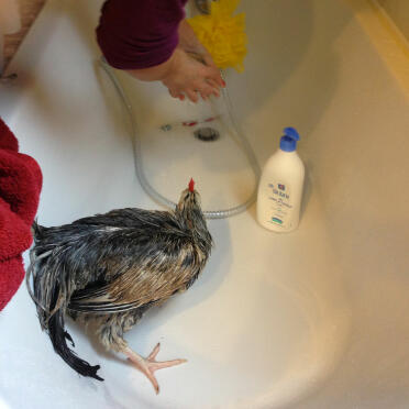 A die dusche