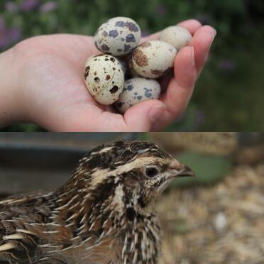 Quails lay so many eggs!
